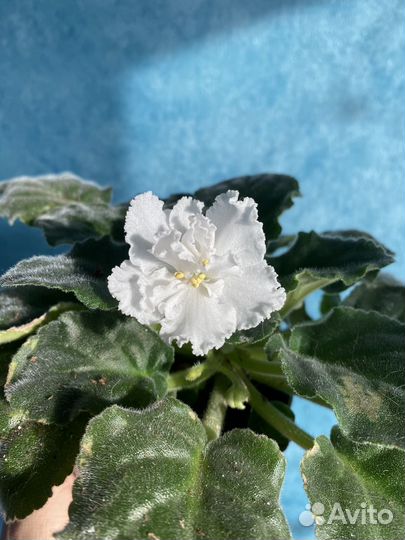 Фиалки цветущие в горшке