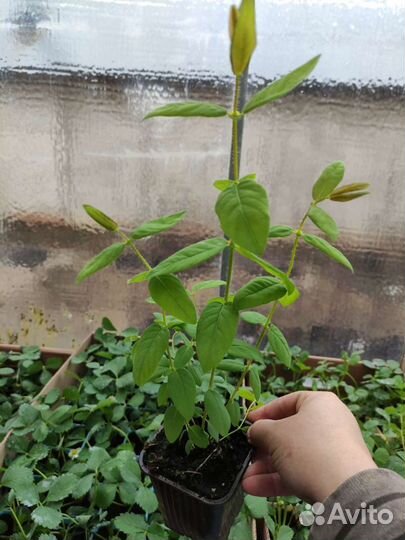 Саженцы жимолости