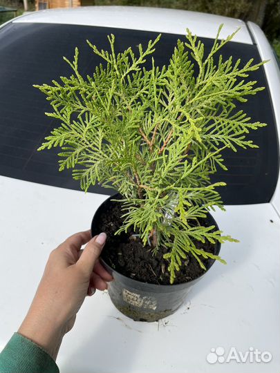 Туя в ассортименте