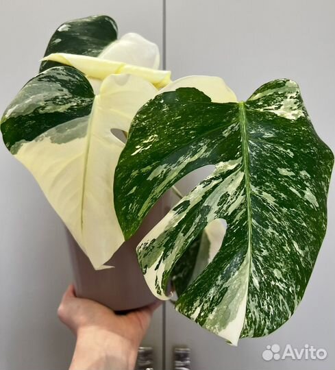 Монстера Альба Вариегатная