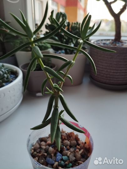 Крассула Тетрагона