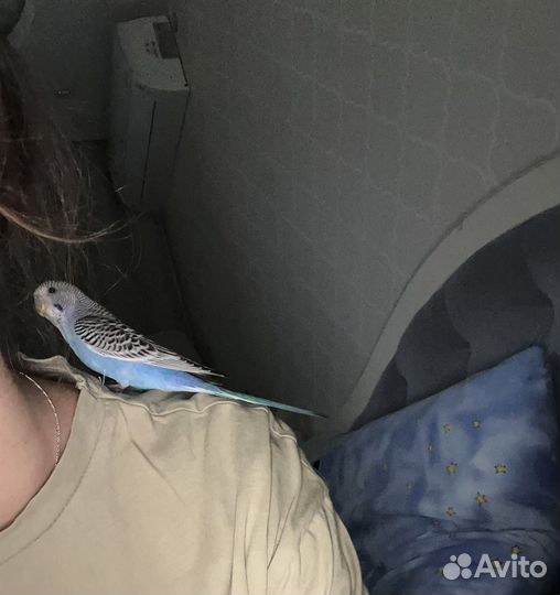 Птенцы волнистый попугай