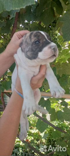 Няньки питбуля