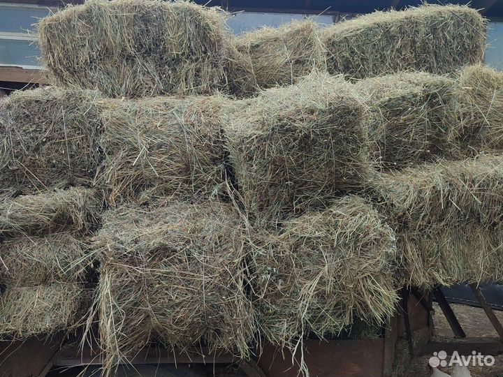 Сено разнотравье луговое. С дома с сеника