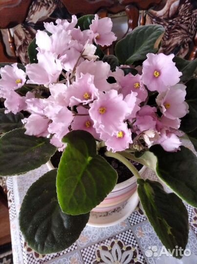 Фиалка в горшках, листочки, детки, взрослые фиалки