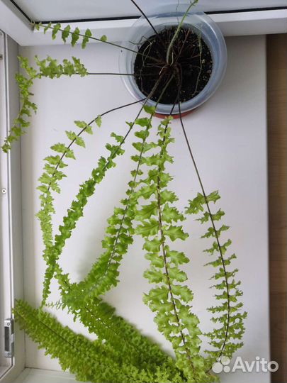 Нефролеписы