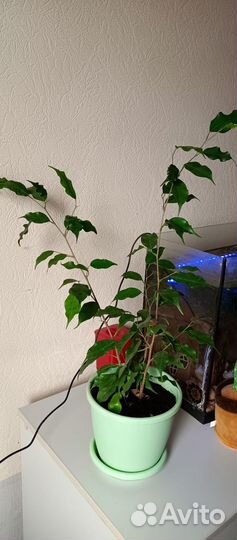 Бенджамина