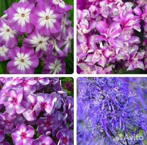 Флокс метельчатый саженцы 10 сортов Гений Квазимод