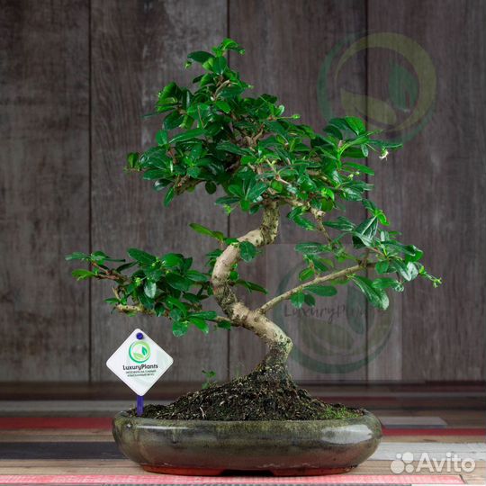 Бонсай Кармона 42 см в овальной плошке