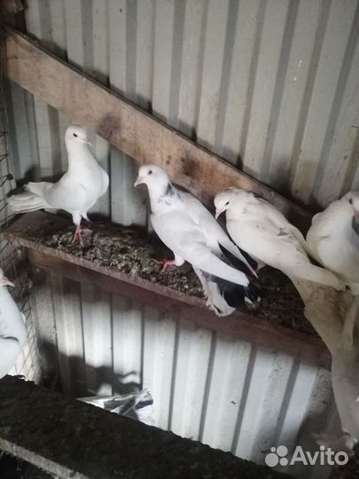 Голуби широкохвостые