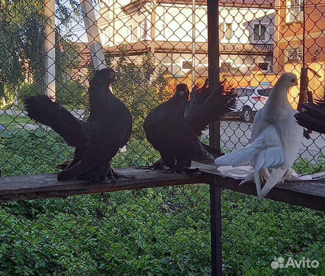 Голуби
