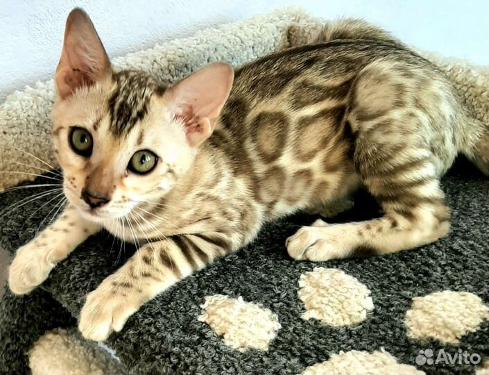 Бенгальские котейки в разведение