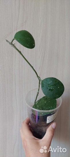 Хойя Obovata splash