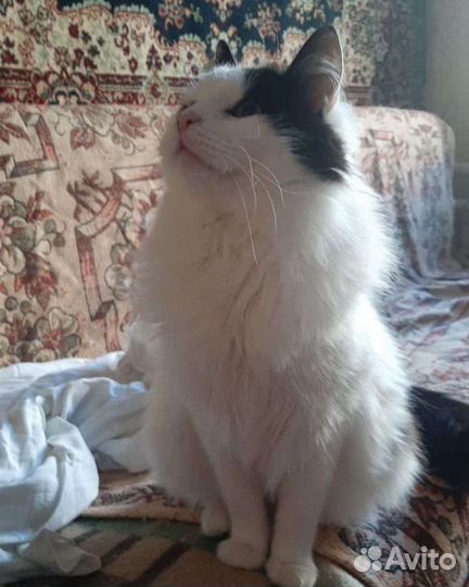 Кот в добрые руки