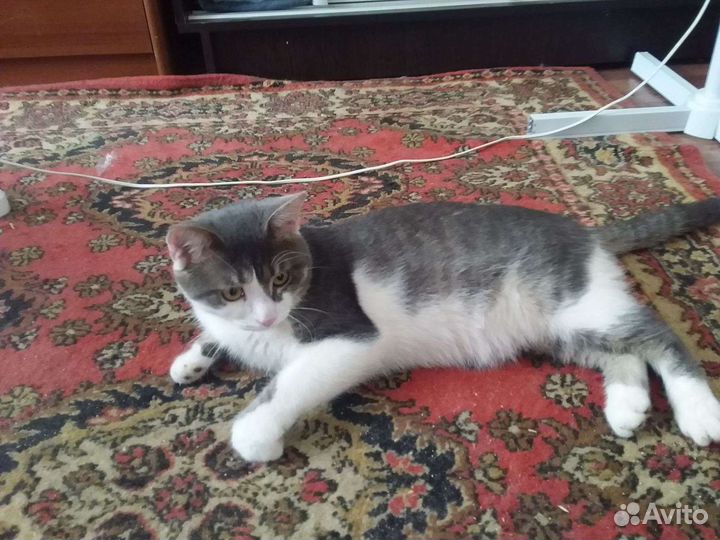 Кот в добрые руки