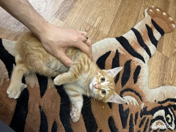 Отдадим котят в добрые руки