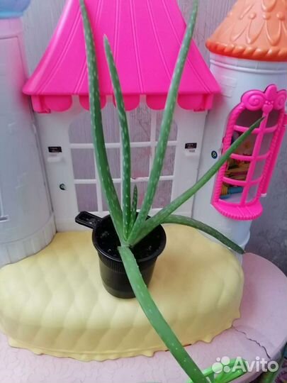 Комнатные цветы