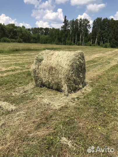 Продаю Сено