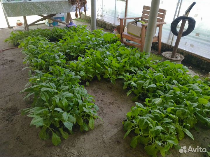 Рассада#табака