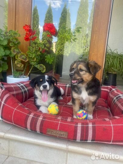 Мими и Стрелка