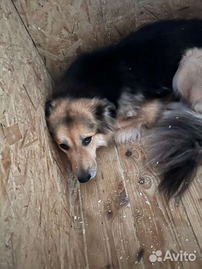 Собака из приюта ищет семью