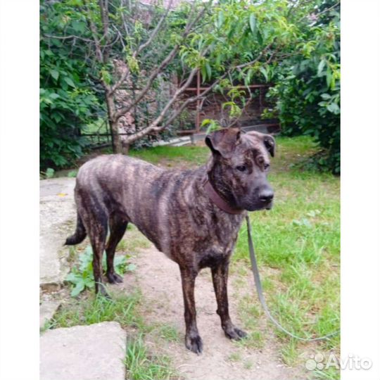 Собака метис Кане корсо