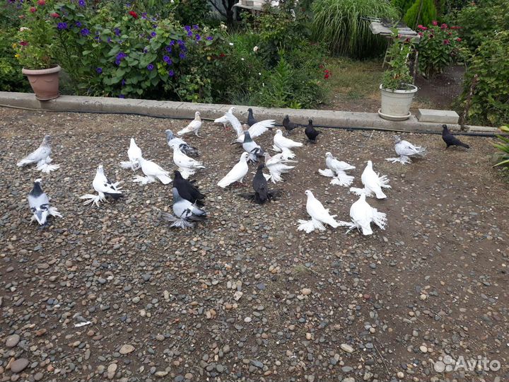 Продажа голубей