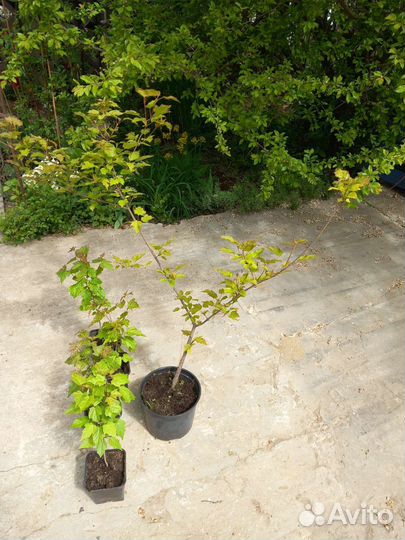 Клён Гиннала, Сахарный