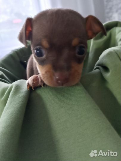 Продам щенков той терьер