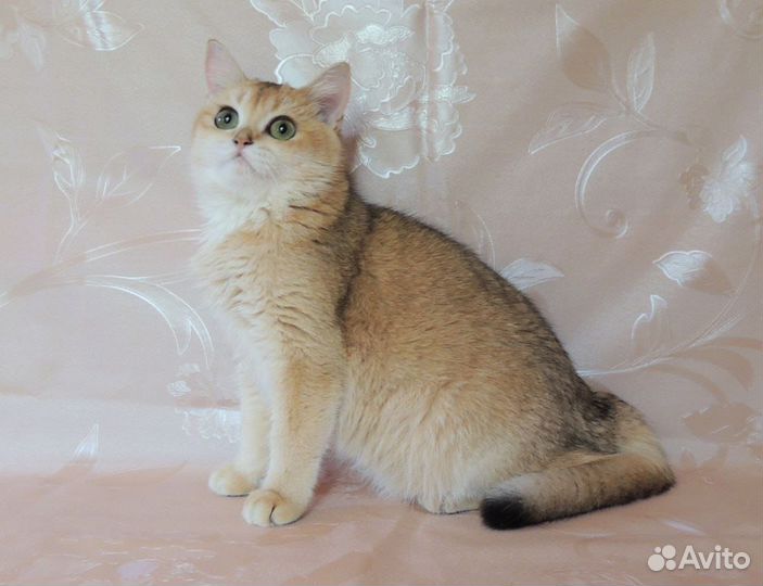 Кошечка Британская шиншилла