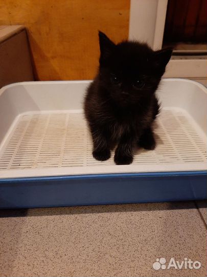 Котенок девочка