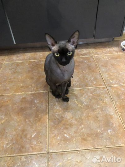 Канадский сфинкс вязка