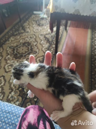 Котята в добрые руки бесплатно