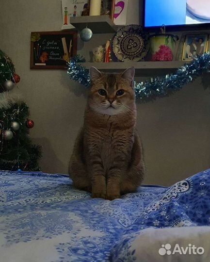 Шотландский кот. Бесплатно