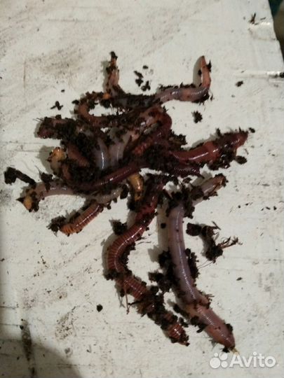 Черви дендробена