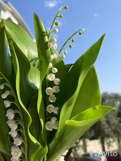 Ландыши букет подарок ручная работа цветы