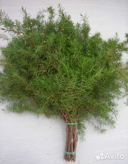 Веник-Можжевельник
