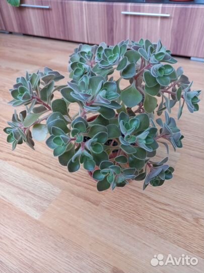 Монстера, Ахризон