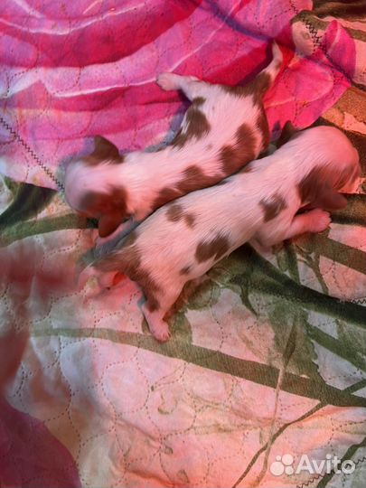 Кавалер кинг чарльз спаниель