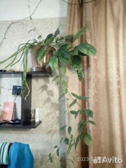 Клеродендрум