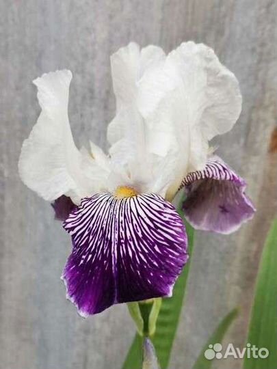 Ирисы