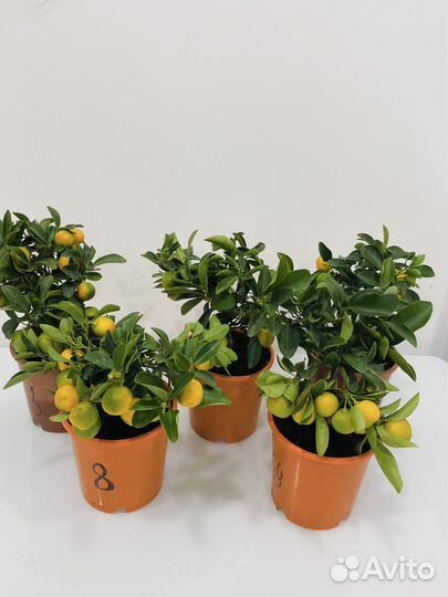 Мандариновое дерево с плодами