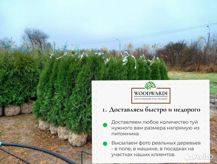 Туя в ассортименте:Смарагд,Брабант,Колумна