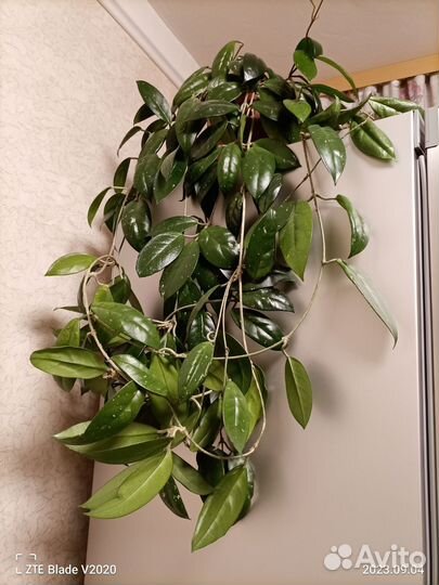 Хойя взрослая