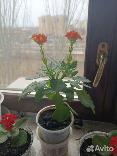 Каланхое цветущее