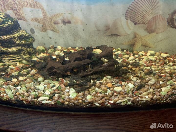 Сомики анциструсы