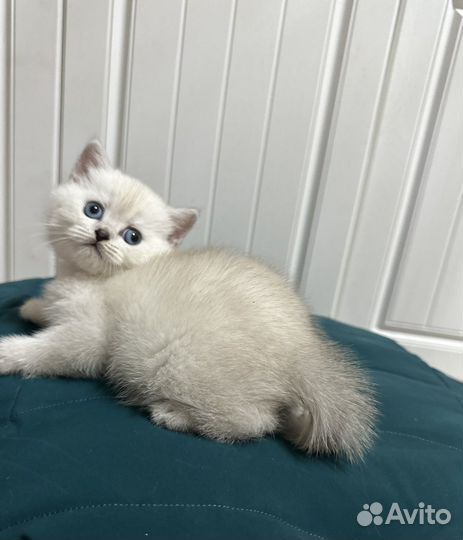 Британская кошечка