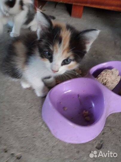 Кошка