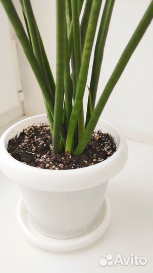 Сансевиерия Микадо