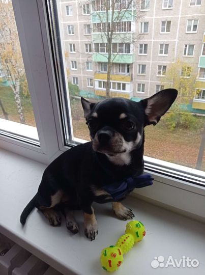 Вязка кобель чихуахуа